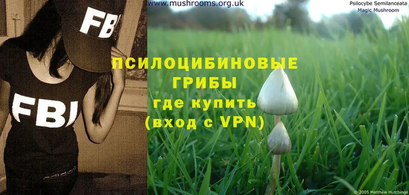 Галлюциногенные грибы Psilocybe  Барыш 